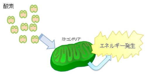 咳や喘息を薬に頼らない咳を止める方法を教えます 咳や喘息で苦しんでいる全ての方へ　原因は間違った呼吸の仕方 イメージ9