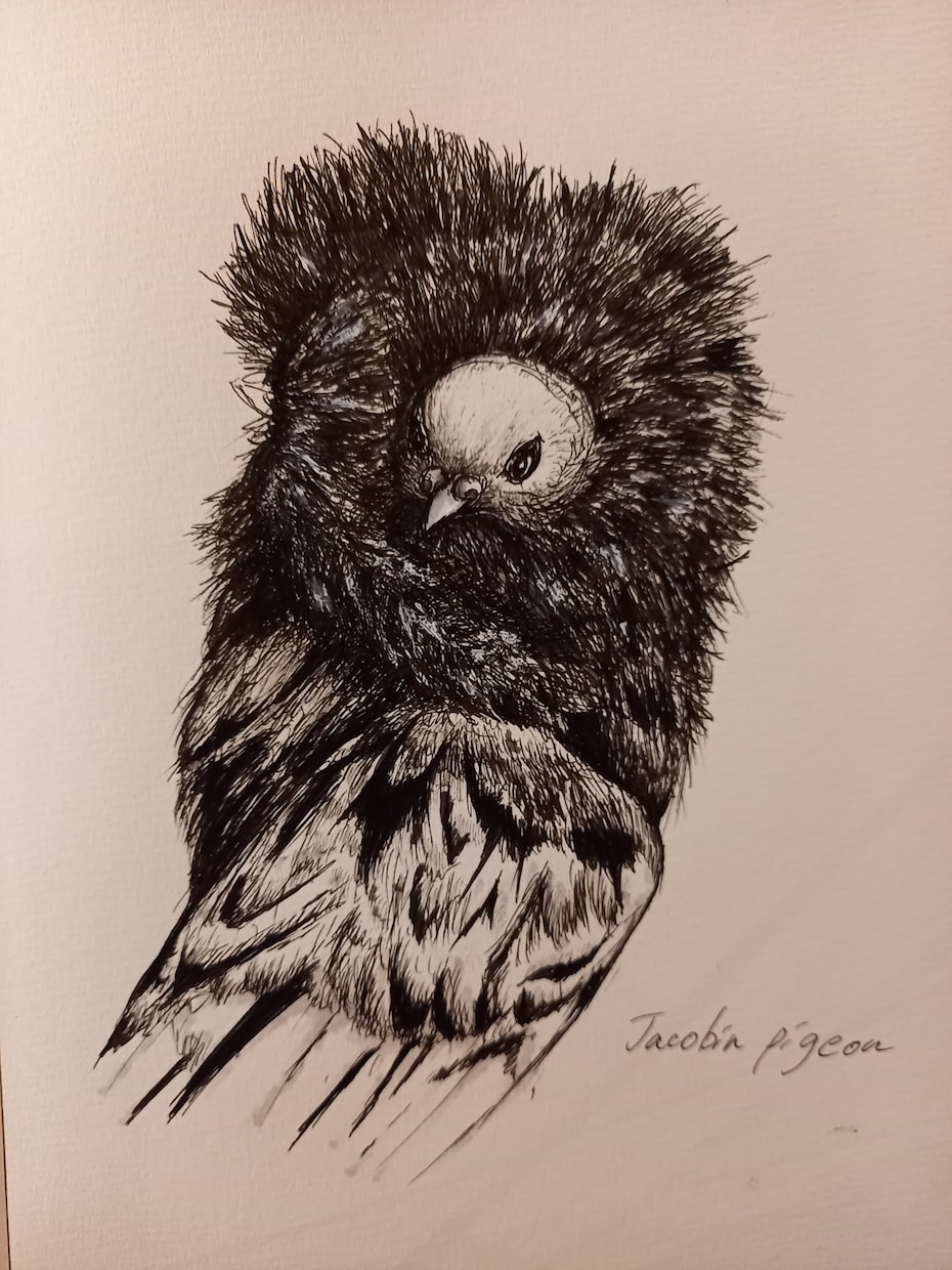 スケッチした絵を販売します 品種改良で生まれたジャコビン鳩。荒地の魔女の様!! イメージ1
