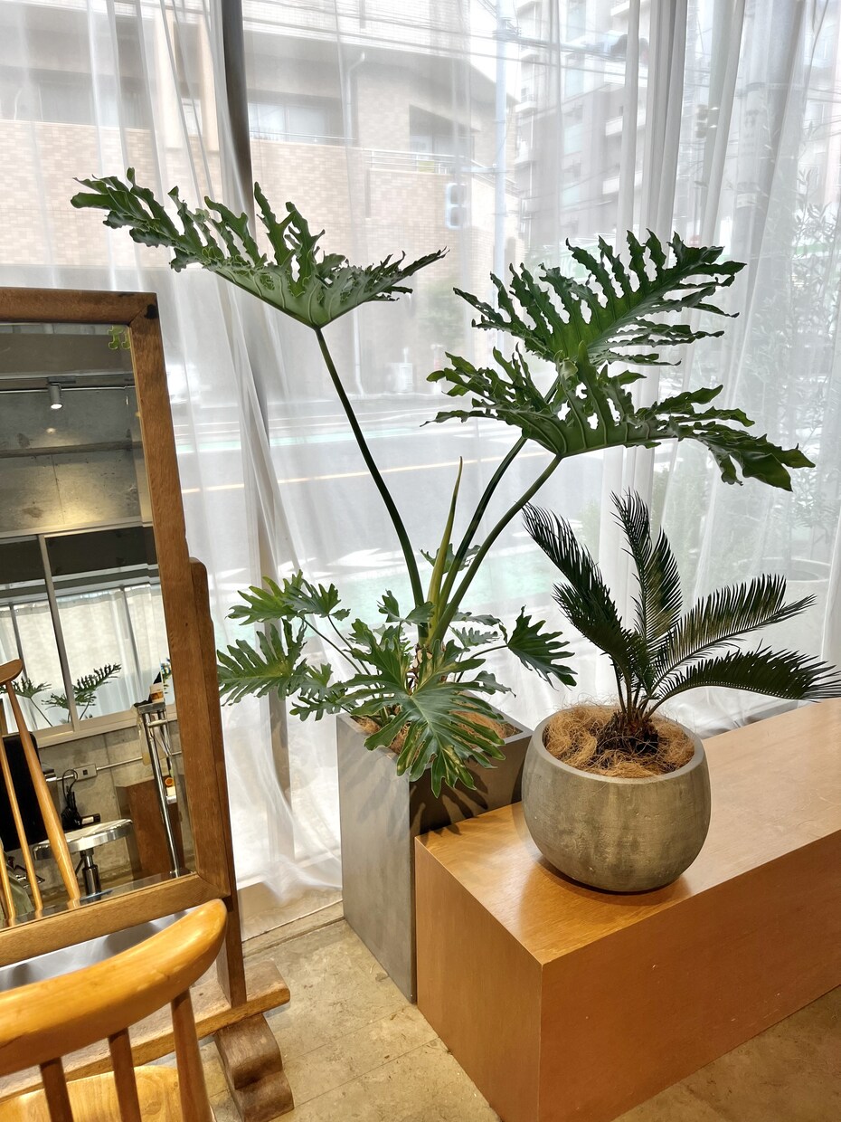 植物のプロが観葉植物のお悩みに答えます 元代官山の花屋の店長がアドバイス イメージ6
