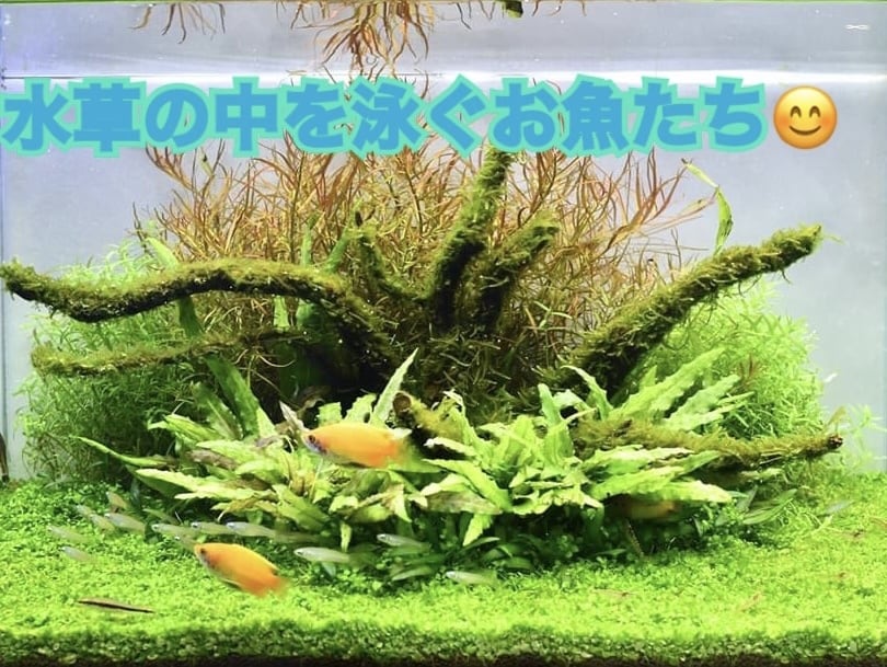 アクアリウムの始め方、1から楽しくお伝えします アクアリウム？お魚？水草？やってみたいけど、困ってる方へ♪ イメージ3