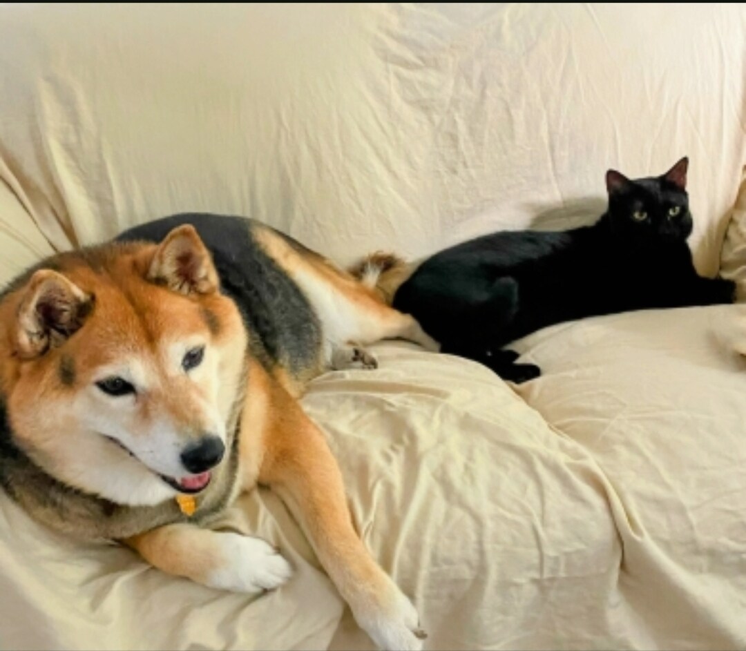 ペット譲渡契約書作成します 【犬・猫・ペットの譲渡契約書】 イメージ4