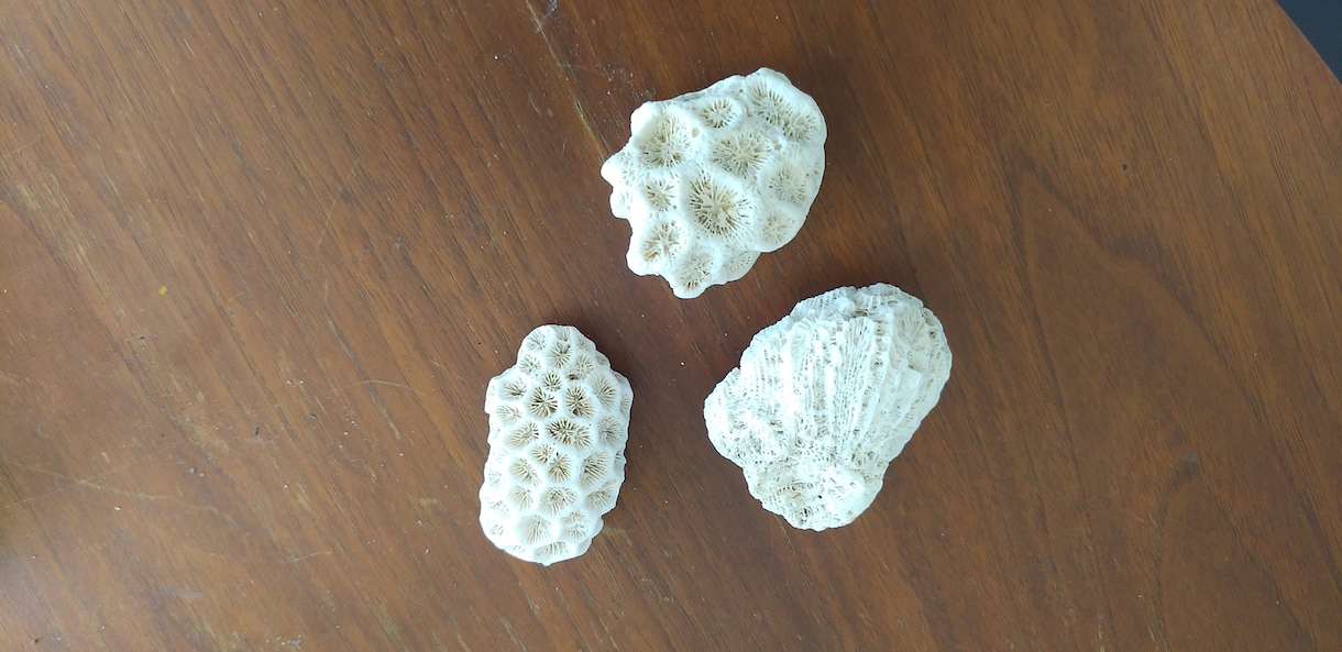アクセサリー用に与論島のサンゴのかけらお譲りします 与論島ブルーの海で育ったサンゴのかけら(原型)お譲りします イメージ2