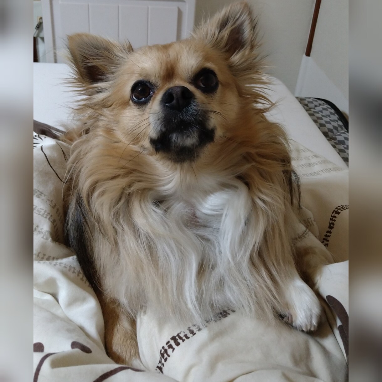 ワンちゃんの飼育のアドバイスをします ワンちゃんの無駄吠えに悩んでませんかアドバイス致します。 イメージ1