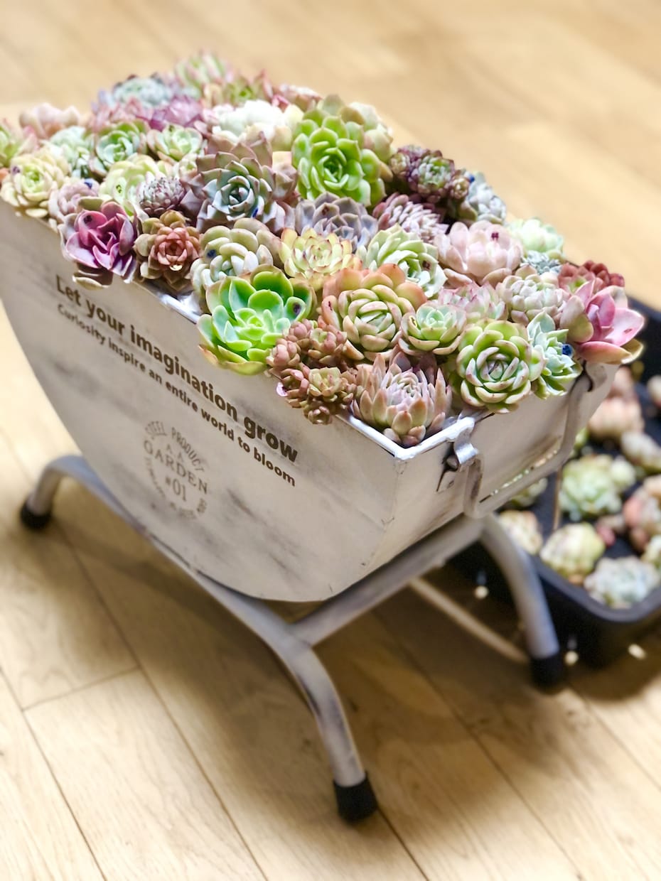 多肉植物のお悩み解決のお手伝いいたします 属種により違う育て方、寄せ植え方をお教えします！ イメージ6