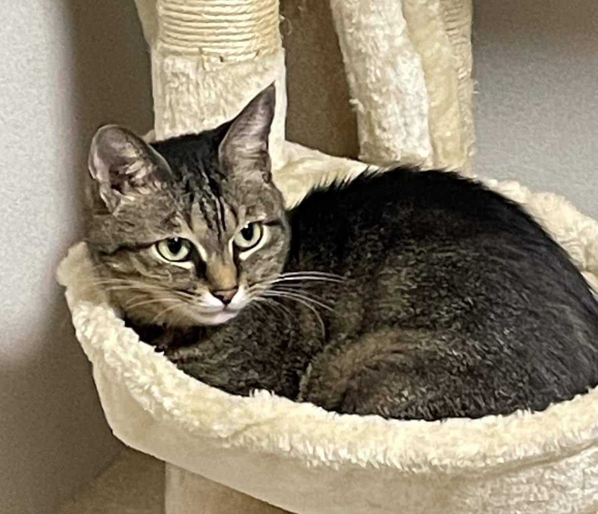 猫ちゃんをクレヨン、色鉛筆、水彩絵の具で描きます 雰囲気に合せた画材を使いA4の紙に描き額に入れて郵送します イメージ6