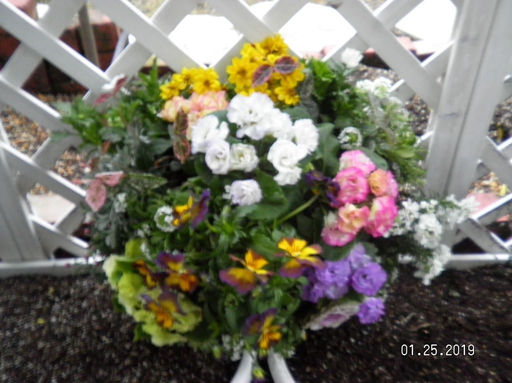 作れない方貴方の代わりに寄せ植えを作ります お庭や玄関を寄せ植えで華やかにしませんか。 イメージ8