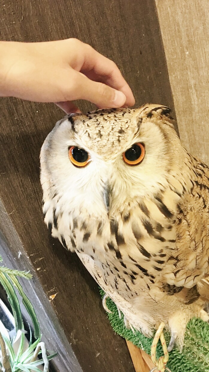 キャッチコピーを作成します 効果的なコピーであなたの売上に貢献致します！ イメージ1