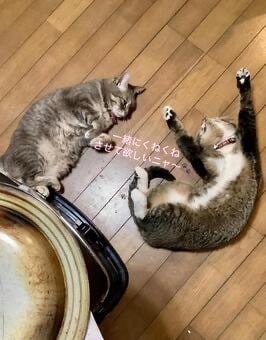 のろけ・自慢　全部ニャンと(ちゃんと)受け止めます のろけ 密かな楽しみ 自慢  推し活等　否定なし　安心してネ イメージ2