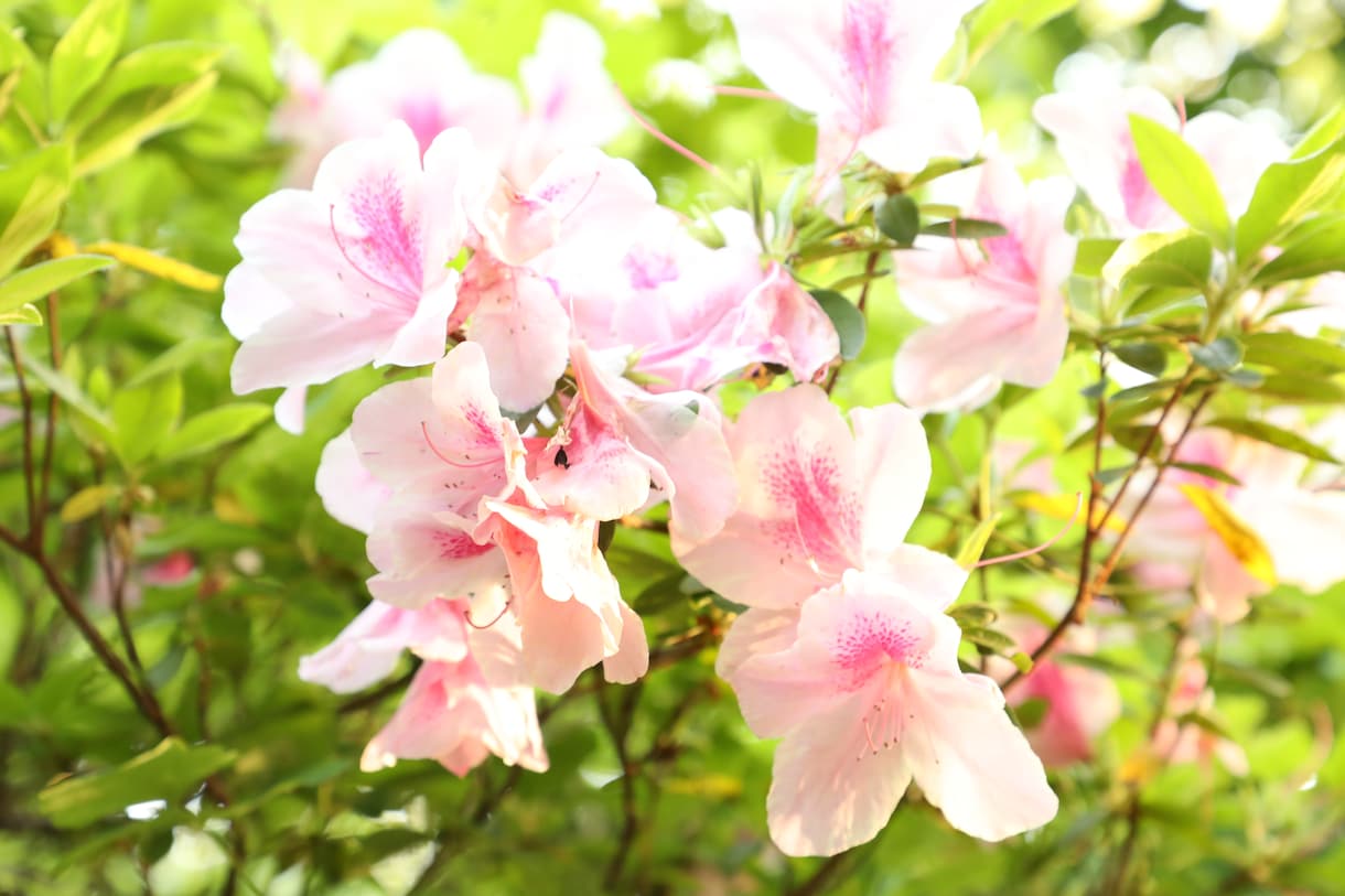 ツツジの写真あります 去年の5月に撮影した、公園に咲く花の写真です。 イメージ1