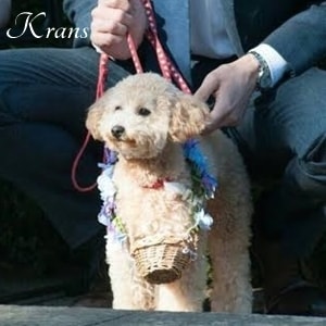 ペット婚・リングドッグのリングピロー制作します ～愛犬と一緒に過ごす結婚式～（首から下げるタイプ） イメージ2