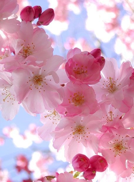 木花咲耶姫さま桜花ヒーリング伝授します 自分自身を信じて前に進むエネルギー イメージ2