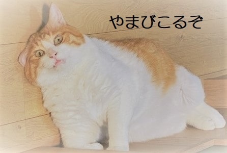 誰かいないかな？と思った時に、やまびこします ふと話したい時ってありませんか？　そんな時に投げかけて下さい イメージ1