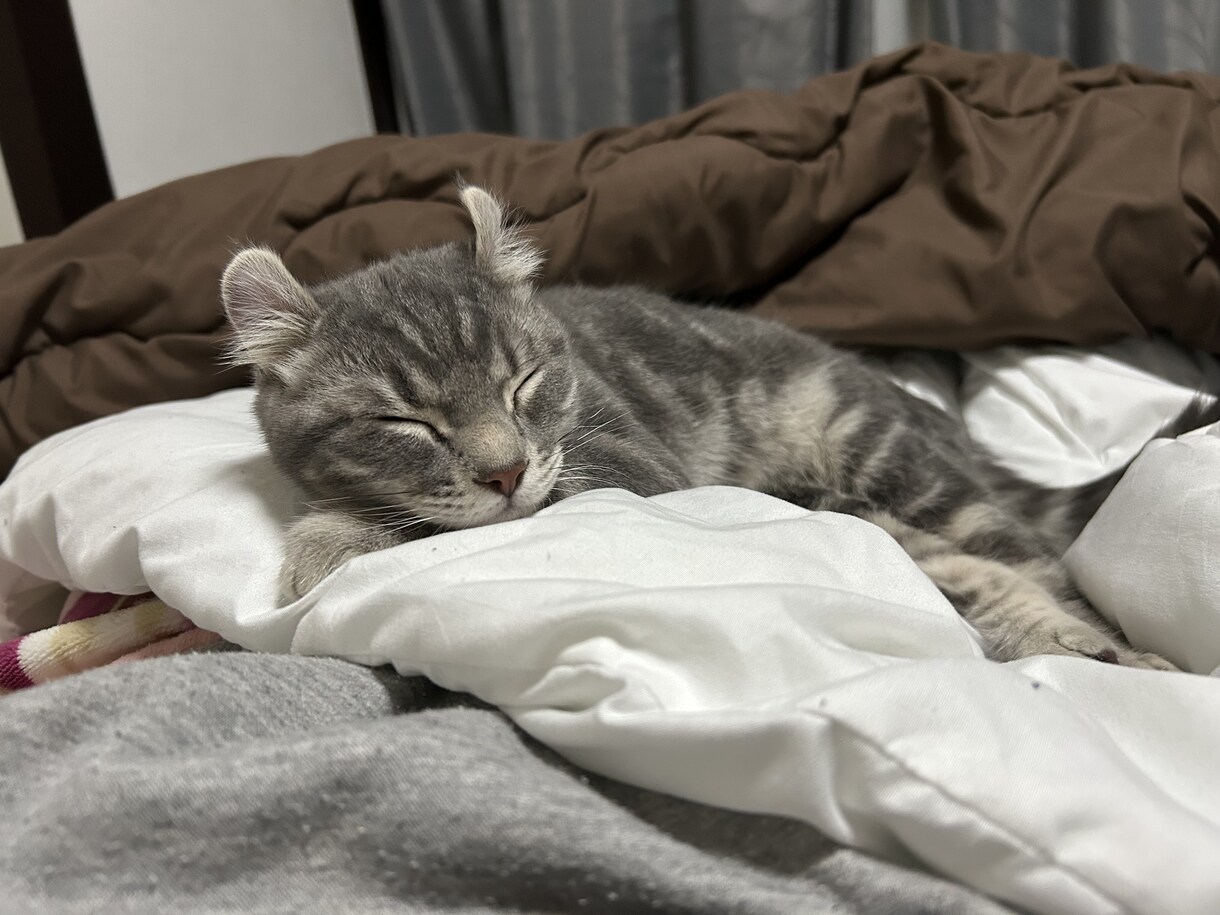 猫のぽむちゃんがあなたの話し相手になります 猫ちゃんとお話しして癒されていきませんか？ イメージ9