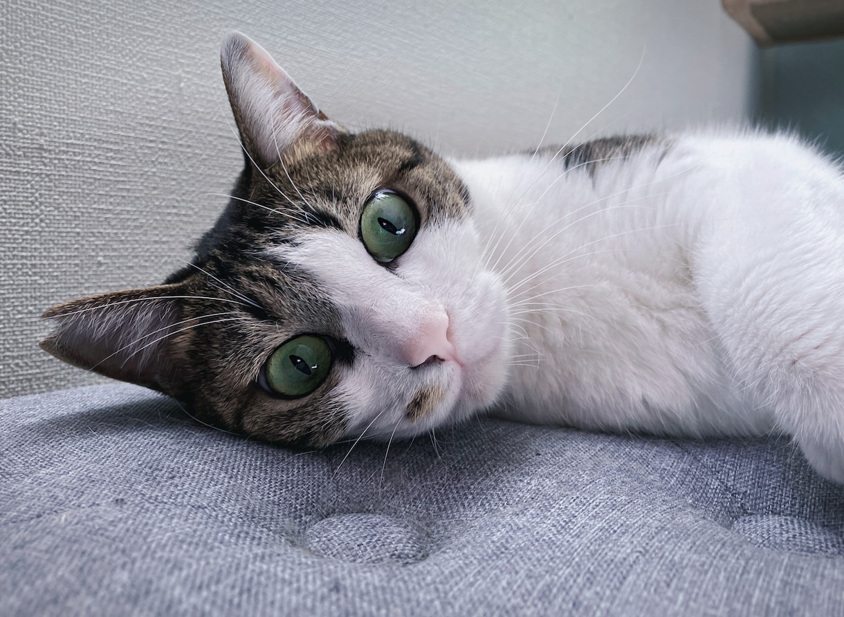 ねこがあなたの悩みを聞きます 猫生が波乱万丈な元野良猫の月見さんがお話聞きます イメージ1