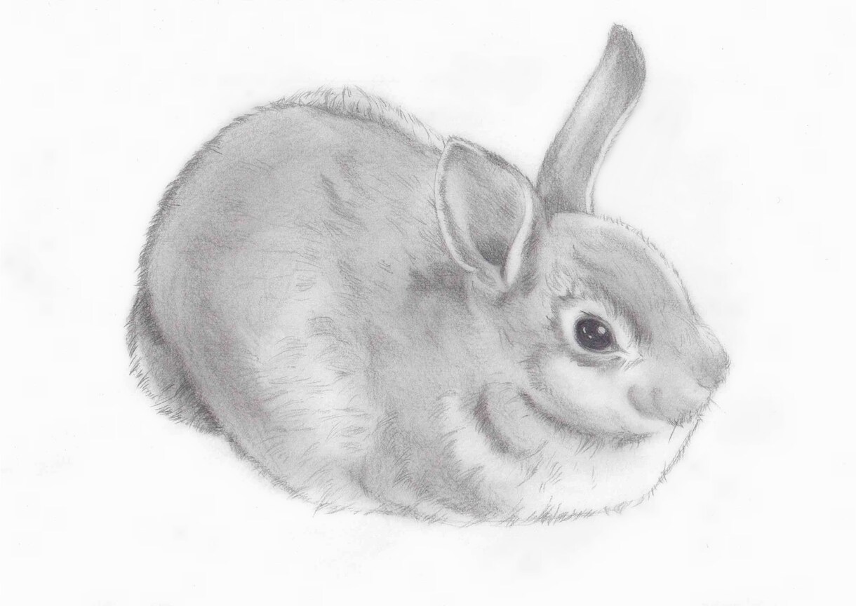 お写真をもとに鉛筆画をお描きします 大事なペットの愛すべきお顔を温かみある絵に イメージ3