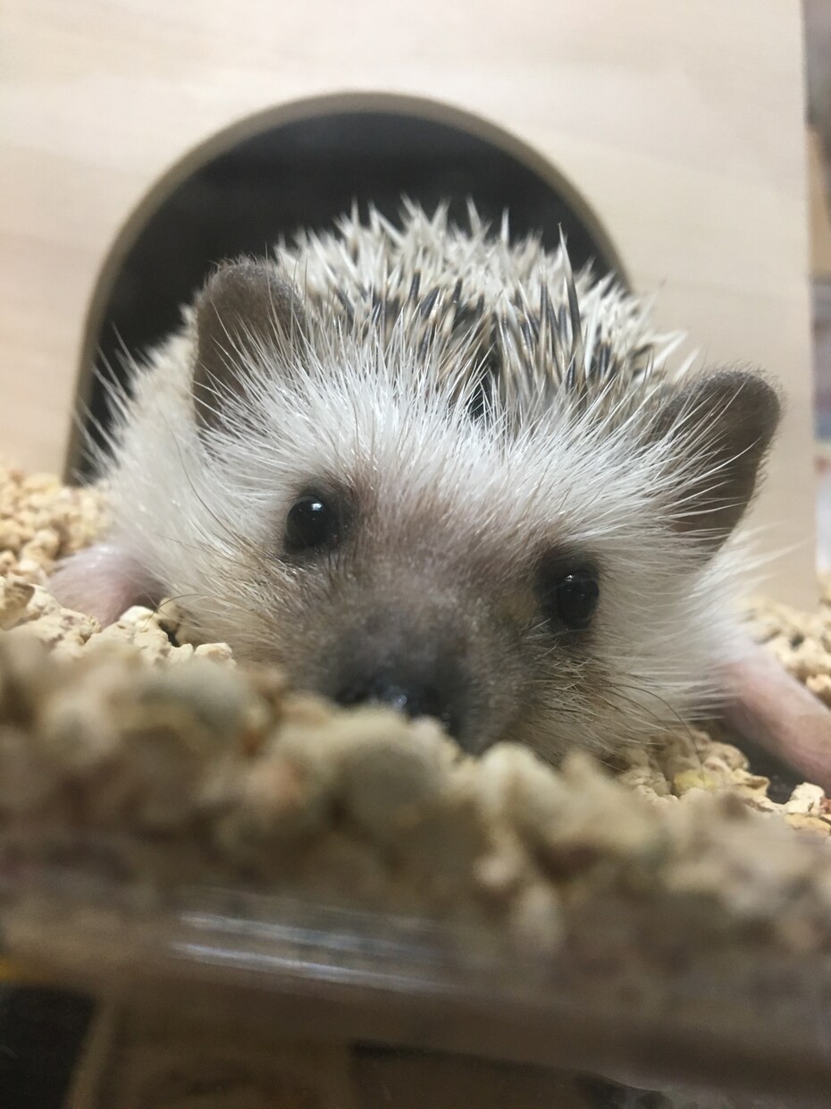 ペットのかわいい写真を撮ります 大切なペットの最高の1枚を残しませんか？ イメージ2