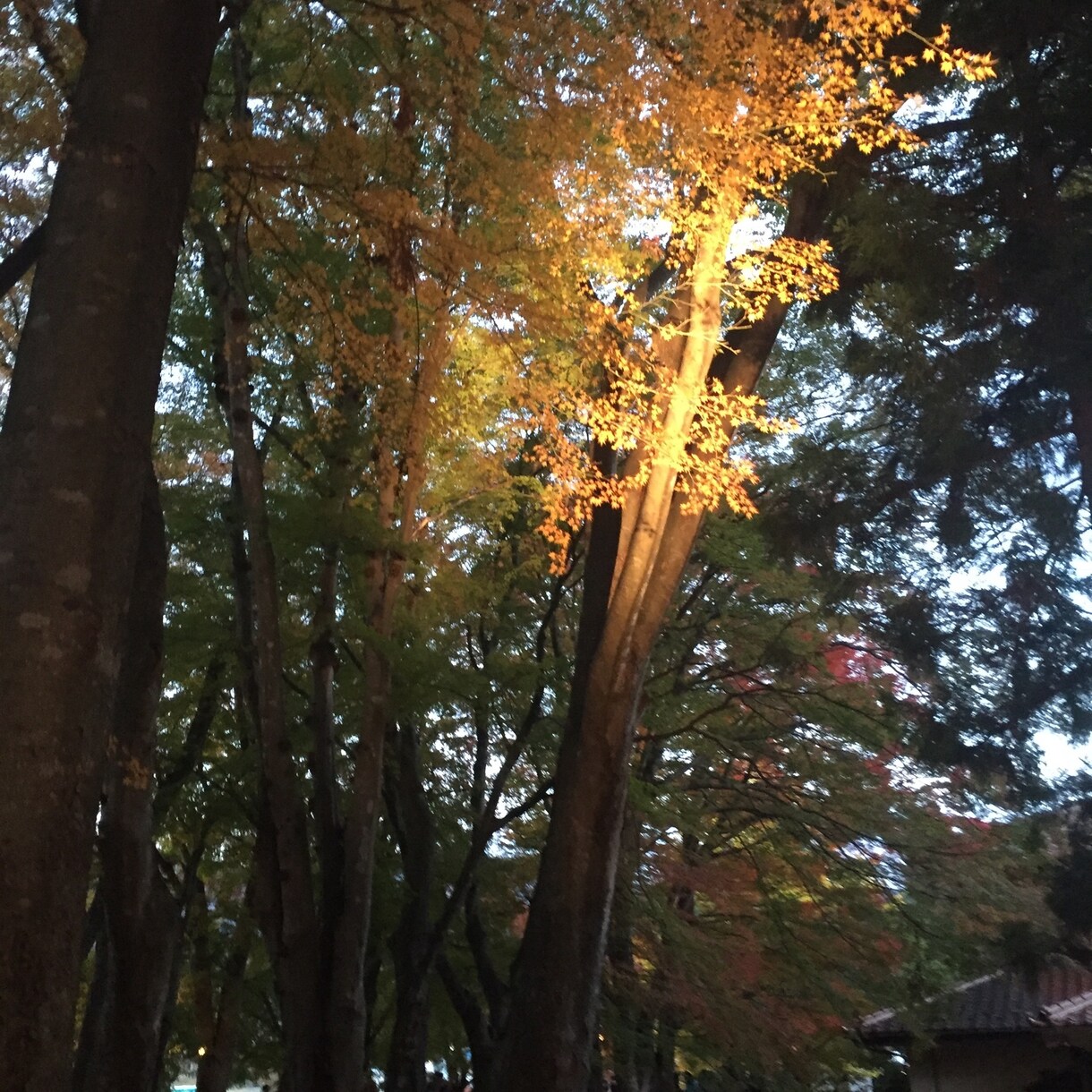 誰かと話したい時のお話し相手になります 何となく話したい無性に話したいどちらともご利用ください｡ イメージ1