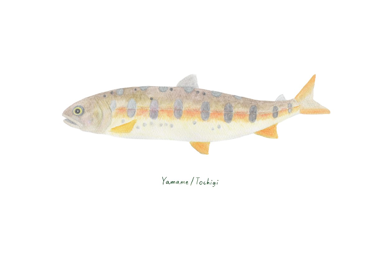 釣った渓流魚を透明感のある水彩で描きます 川ごとに違う色と模様を、水に溶ける色鉛筆で一枚に イメージ7