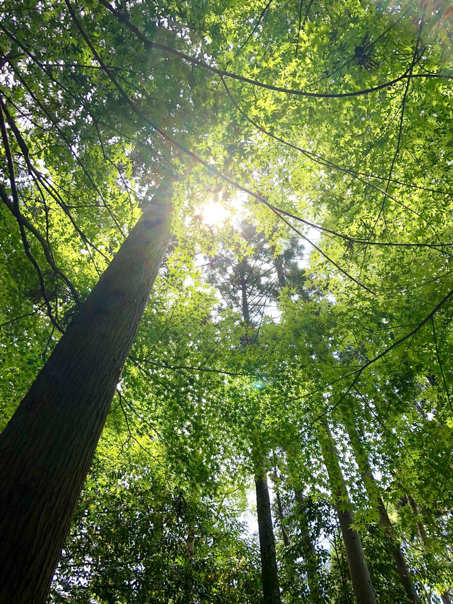 人を伸ばす人材育成アドバイスいたします あなたも出来る人材育成 自分も相手も伸ばす人材育成のポイント イメージ1