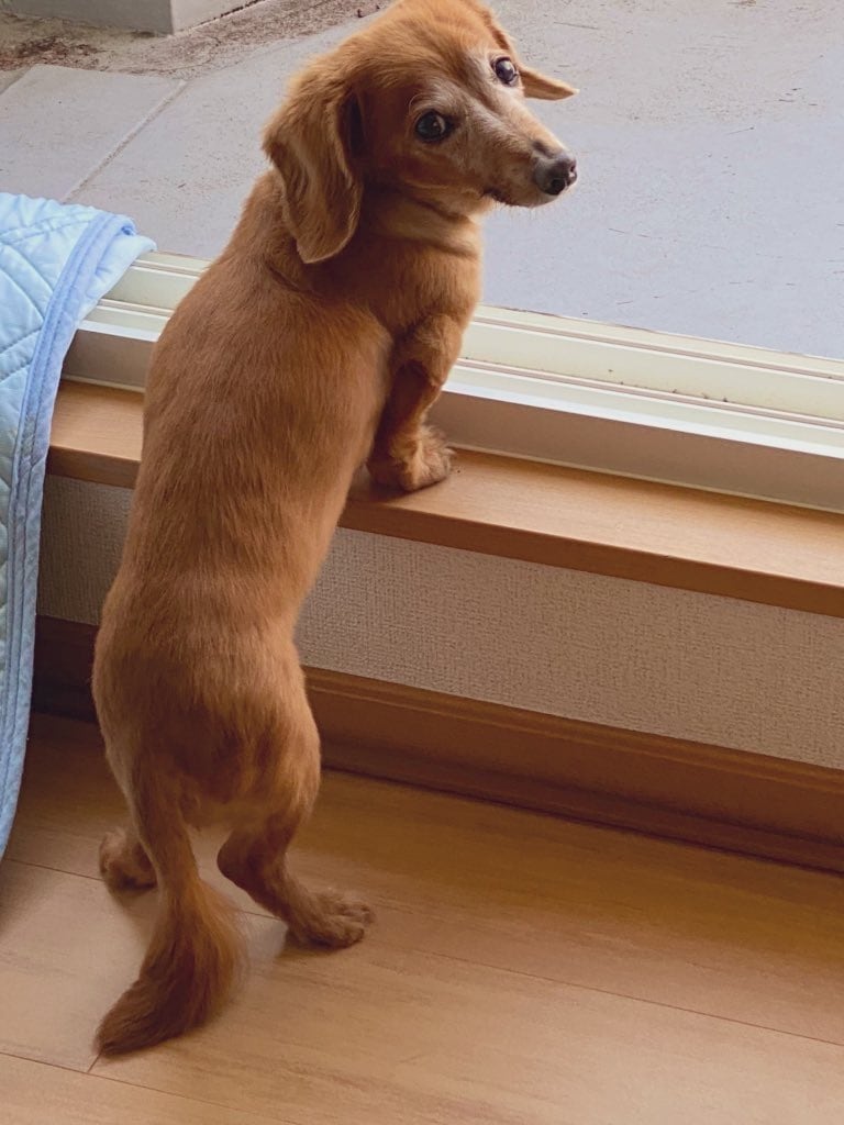 愛おしいペットちゃんの思い出のお話をお聞きします 最近、16年間一緒に過ごした愛犬が旅立ちました。 イメージ1