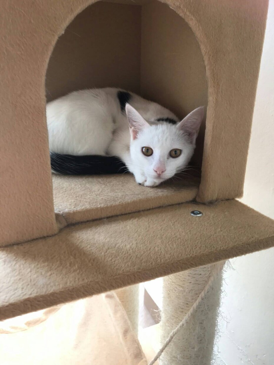 介護疲れ（人間、動物）の方。お話をお聴きします 高齢者介護の仕事をしています。猫介護中 イメージ1