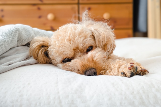 犬と暮らす家作り 建築士がセカンドオピニオンします 愛犬とのお家づくりについて相談したい方・困っている方へ イメージ1