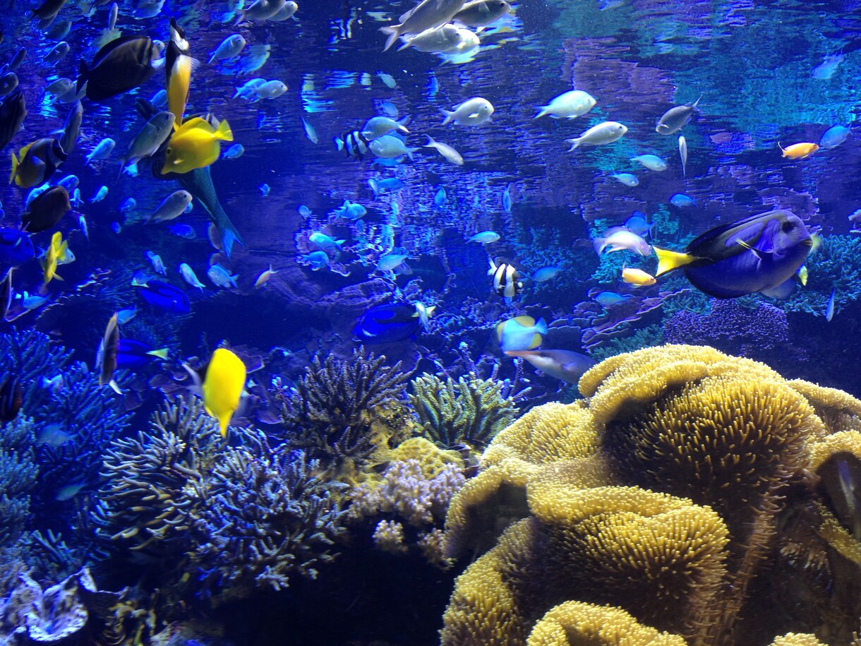 オススメ水族館、プランを提案致します イベントプランナーがあなたの旅をサポート‼︎ イメージ1