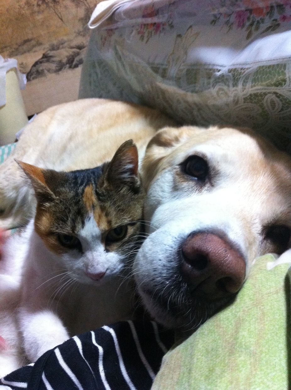 犬猫の問題行動：根本（不安）を読みとき改善します ：動物業界17年・多頭歴40年・異常行動・介護・生活（1週間 イメージ1