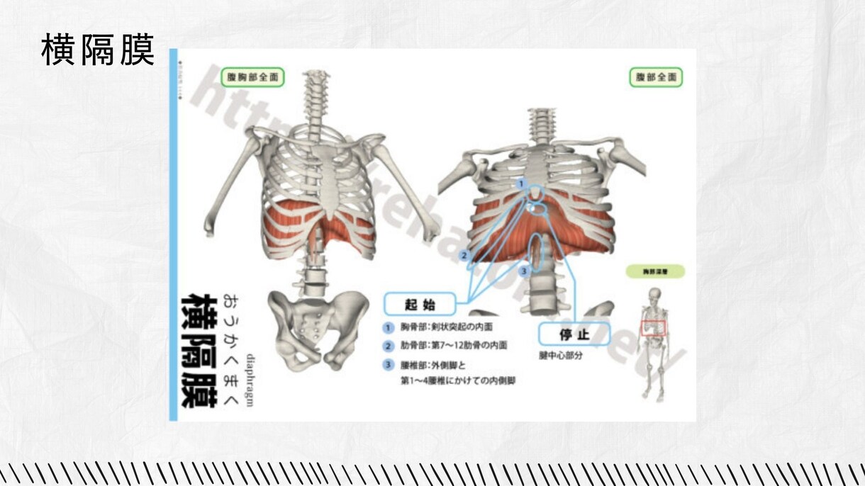 腹式呼吸難民：吹奏楽の腹式呼吸のお悩み解決します 〜パーソナルトレーナーが解剖学を用いて腹式呼吸の構造を解説〜 イメージ3