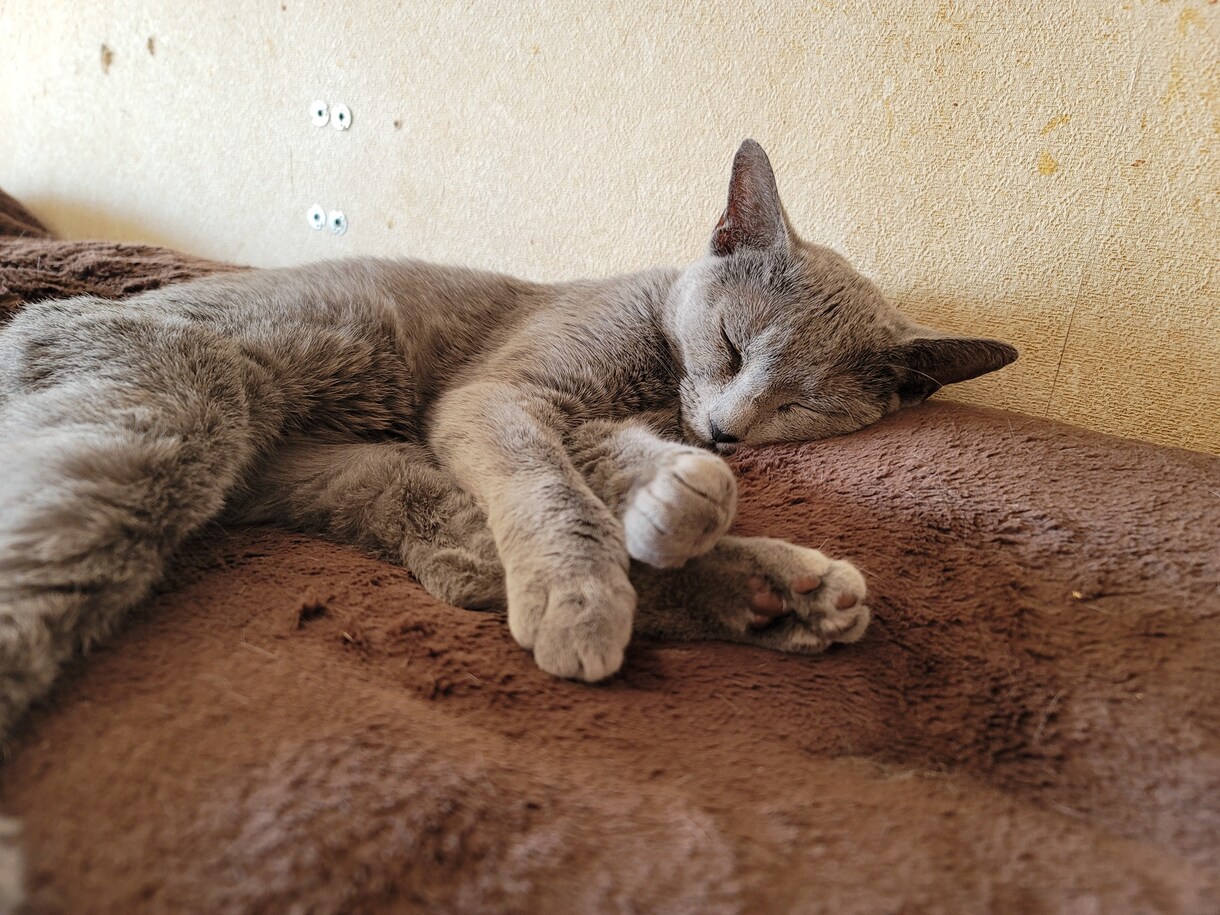 猫ちゃんに関する悩みや相談のります ・猫ちゃんの飼い方・多頭飼育の方法・初めて猫ちゃんを飼う イメージ4