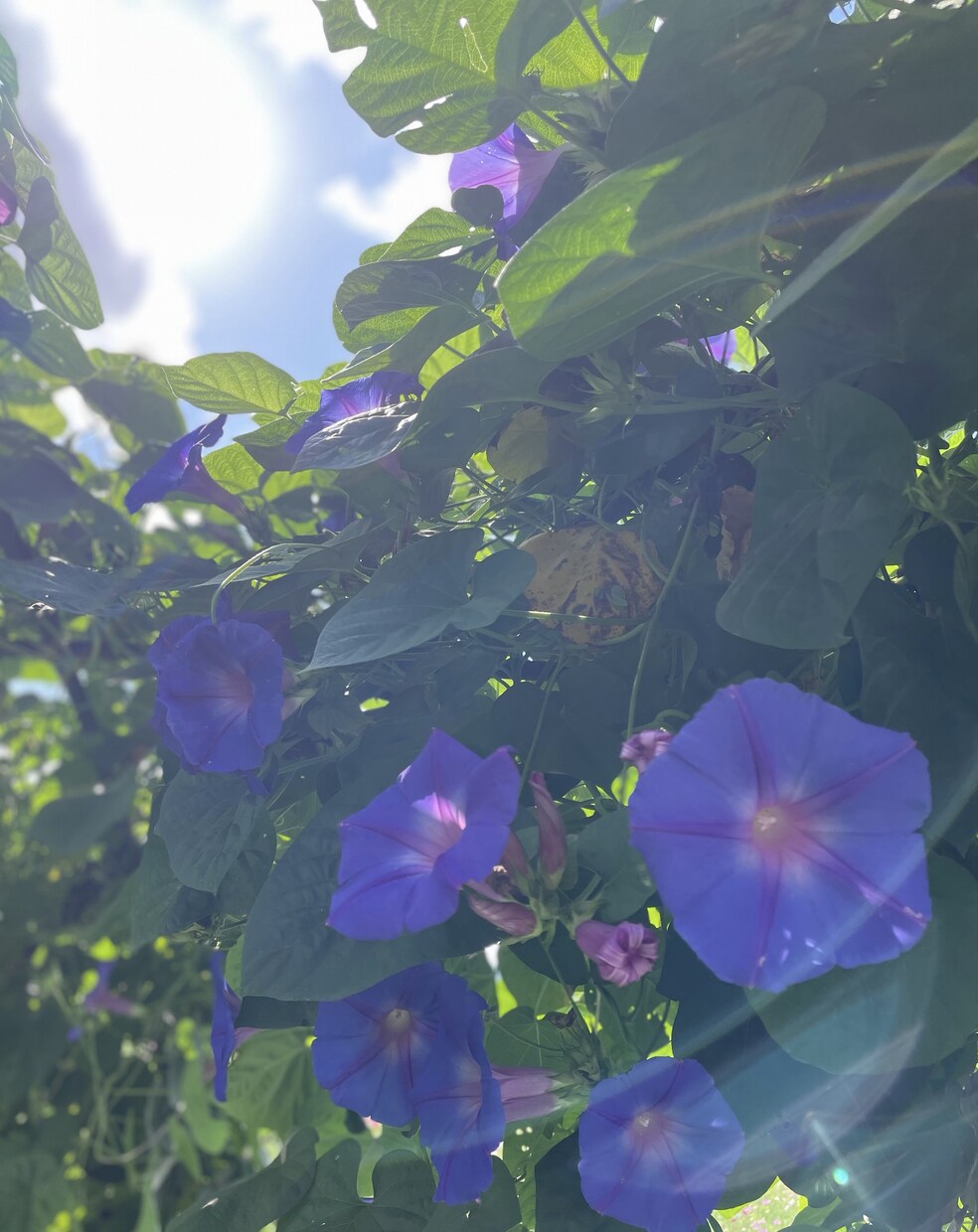 どんな話もお聞きします これも何かのご縁…私と話しませんか？(*´꒳`*) イメージ7