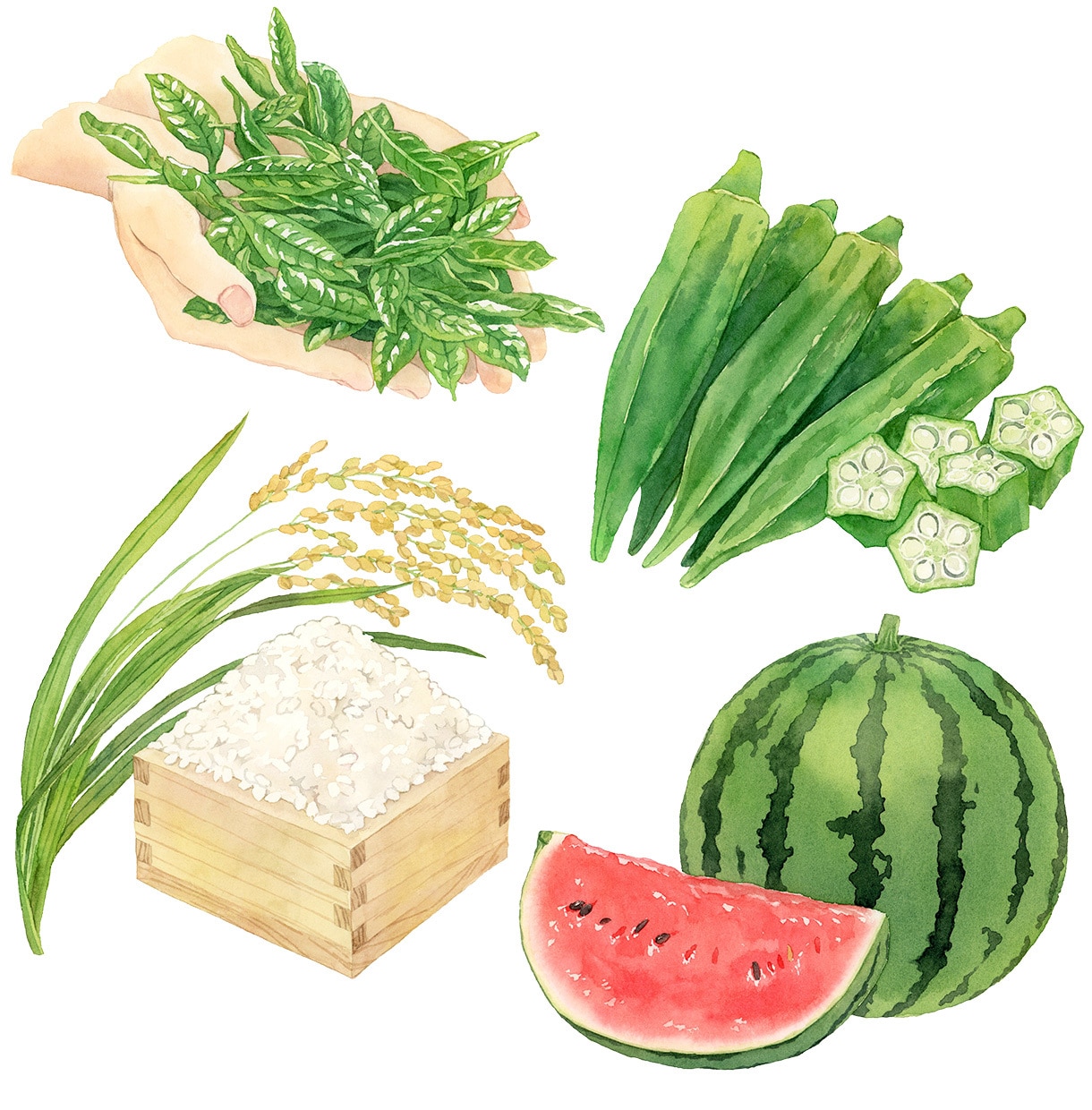 商用◎水彩で野菜・フルーツのイラストを描きます 構図から提案も可。カラーラフ修正無制限、ヒアリングが得意です イメージ6