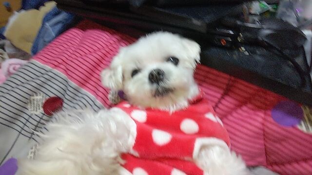 マルチーズ犬のかわいい動画配信します ペットは飼えないけど、癒されたい方に イメージ1