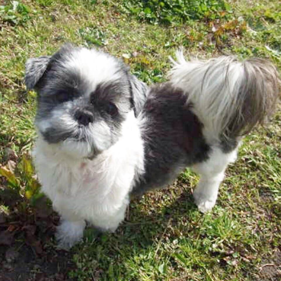あなたの愛犬のイラストを描きます 大好きなワンちゃん、家族（動物）の思い出は如何ですか？ イメージ2