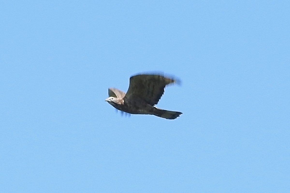 お手頃価格★日本で撮影した野鳥の種類を特定します 種類が分からないままの野鳥の写真はありませんか？ イメージ2