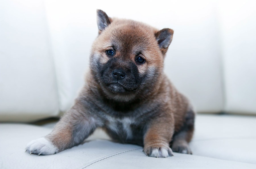 この子を家族に迎えて大丈夫？☘ご縁と時期を占います 犬猫ほかペット全般｜女性専用・最短5分から承ります イメージ5