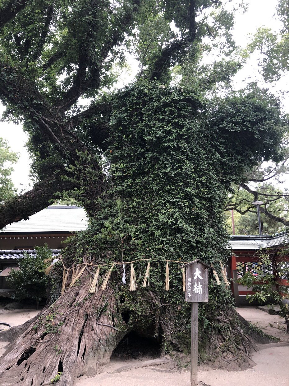 福岡パワースポット三社参り。一社で代理参拝します 願主様の代わりに正式な参拝方法で筥崎宮を参拝します。 イメージ2