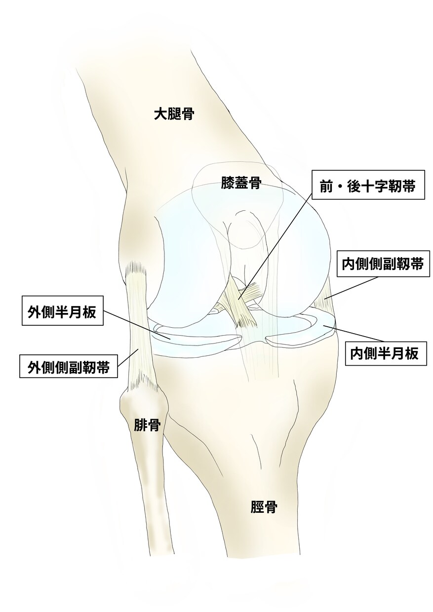 整形外科専門医が医療イラストを描きます 論文用シェーマや患者説明用イラストなどに！ イメージ2