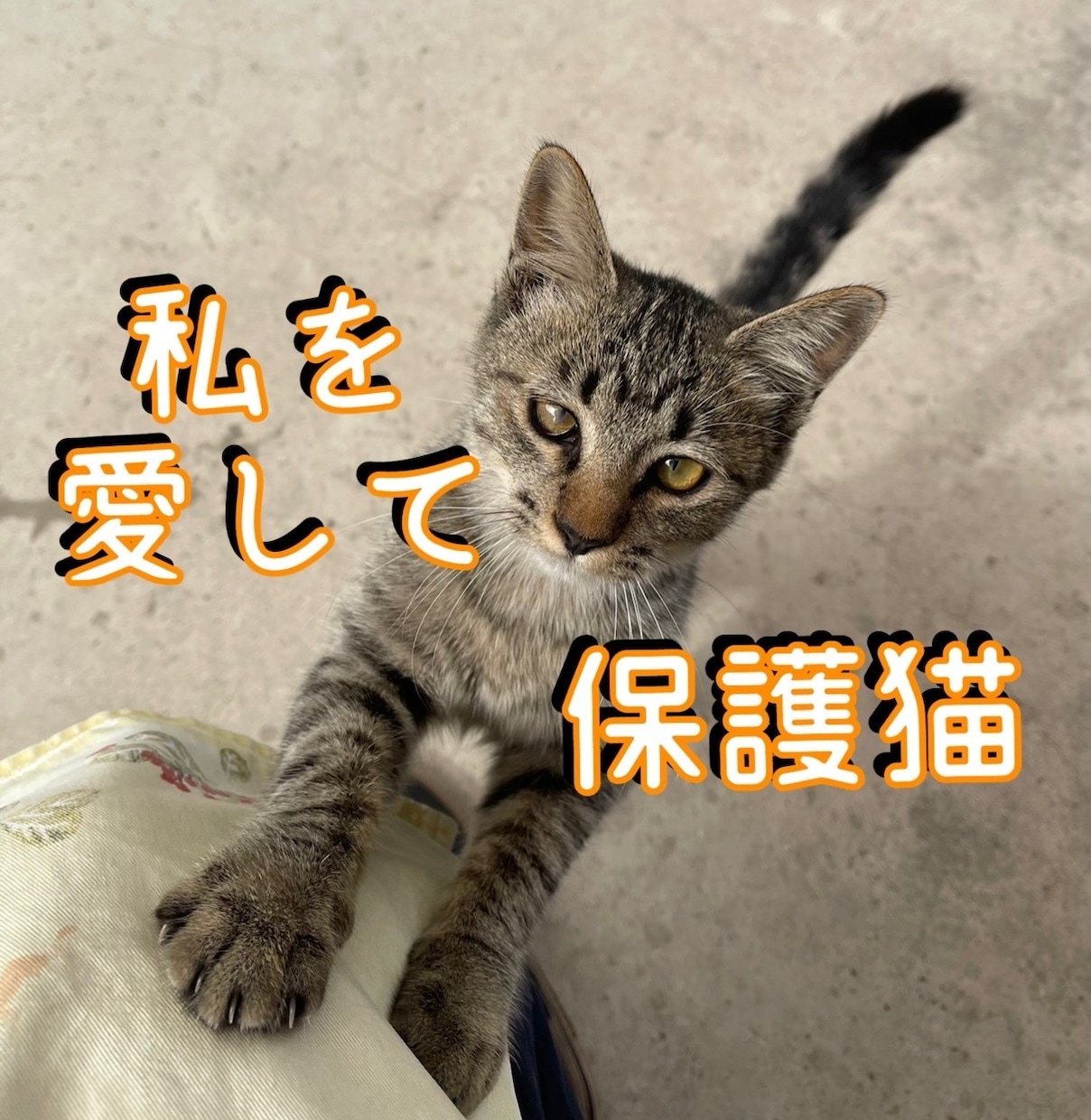 愛を欲しがってる犬❤️猫お助けアドバイスします 理想的な、保護の方法❤️尊い命を守る❤️あなたの優しさをまつ イメージ1