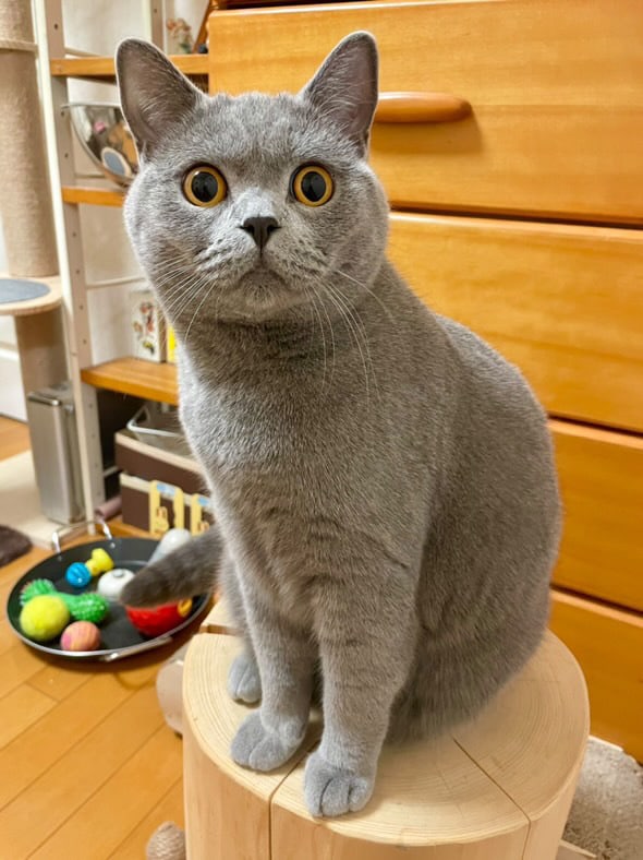 愛猫様の似顔絵をデジタルで描きます 愛猫様のグッズ化計画を後押しいたします!!! イメージ4