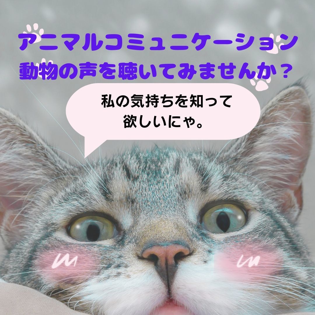 アニマルコミュニケーション♡動物さんとお話します ◆質問３つまで◆動物さんの声を聞いてみませんか？ イメージ1