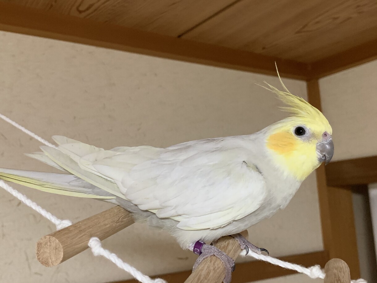 オカメインコのペアから生まれるヒナの種類を教えます オカメインコのペアから生まれるヒナの種類を教えます イメージ3