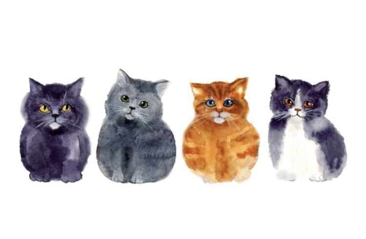 動物セラピストがペットのお話し相談受け付けます 犬猫を主に勉強していきましたしつけ、グルーミング、性格、 イメージ1