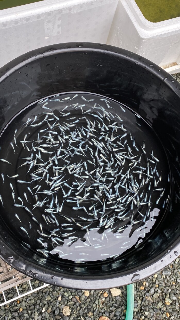 ペットショップ店員がメダカの飼育お答えします 飼育の相談お気軽に！病気の相談も可 イメージ3
