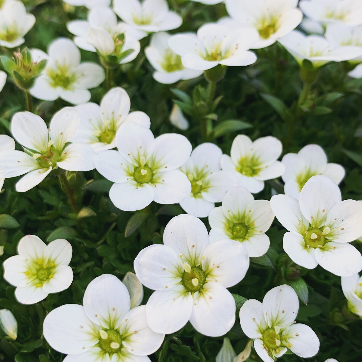 印象に残る季節の草花の写真を提供します 自然の色とりどりの草花で、より鮮やかな日常にします イメージ3