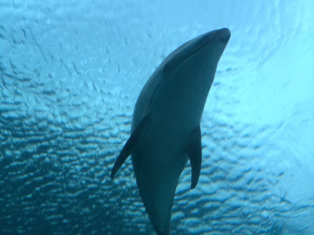 水族館で働きたい人！就職のコツ教えます イルカのトレーニング方法の秘密も、教えちゃうよ！ イメージ5