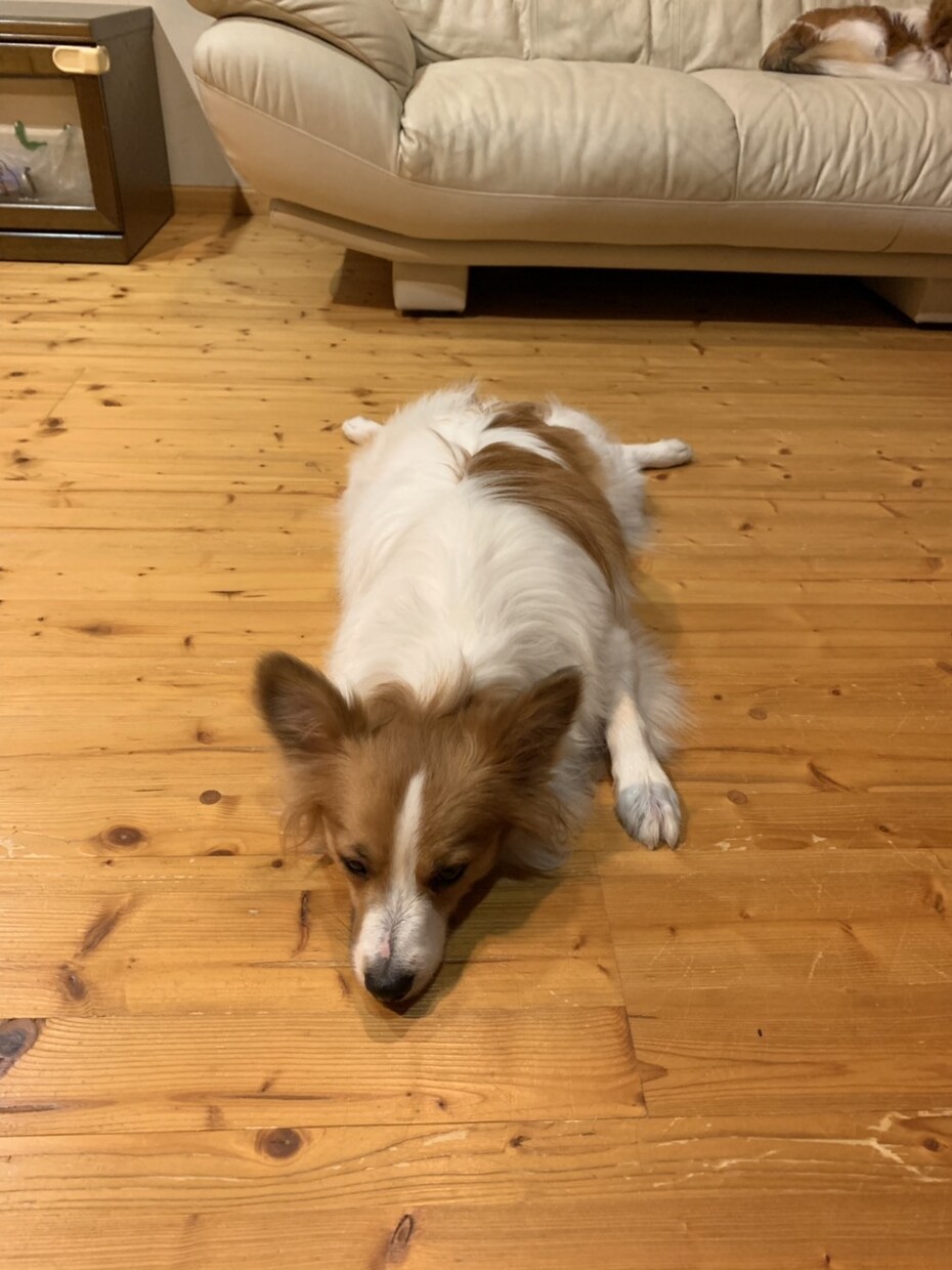 犬のしつけ方、飼育の悩み聞きます ドッグトレーナーになろうと勉強してる身から教えます イメージ1