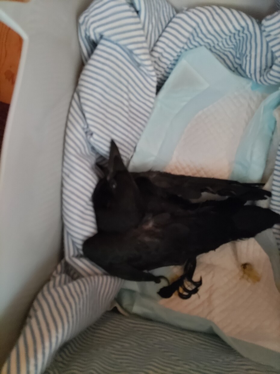 保護猫✽犬の疑問☘️質問聞きます わかってあげたい理解したいその時をお手伝いさせてもらいますね イメージ4