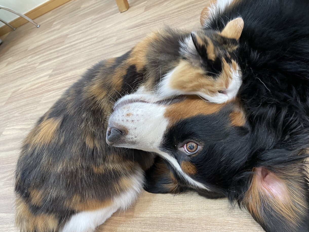 愛犬に関する記事を執筆します 愛犬との快適な暮らしを実現したい方へ。 イメージ2