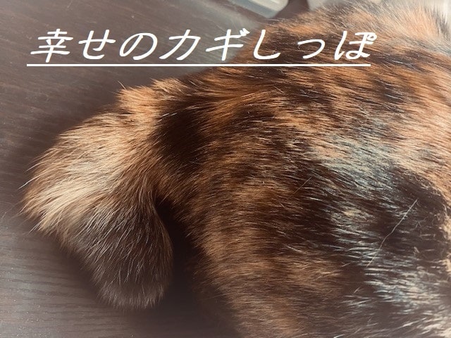 基本的性格を占った方、限定！　お悩みお聞きします 一番話したい事を一つだけ聞かせて下さい(*´ω｀) イメージ1
